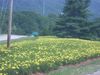 DSCN0539.JPG